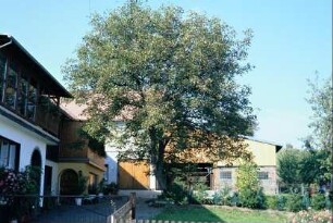 Bauernhof mit großem Nussbaum