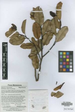 Magnolia sulawesiana Brambach, Noot. & Culmsee [paratype]