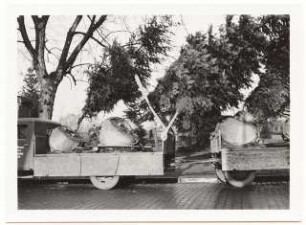 Verpflanzen großer Bäume: Baumtransport