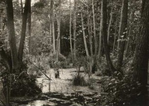 Rügen. Stubnitz. Sumpftümpel (in der Nähe Herthasee)