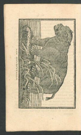 Tafel: The hippopotamus.
