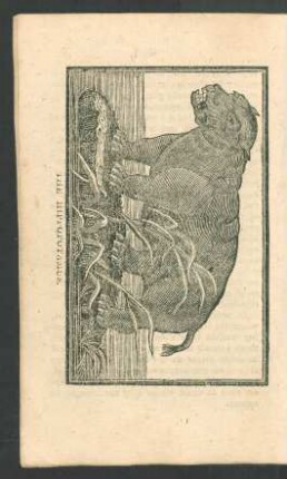 Tafel: The hippopotamus.