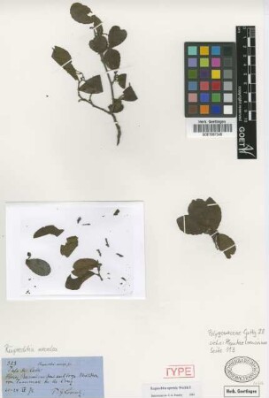 Ruprechtia excelsa Griseb.