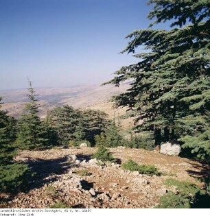 Libanon: Zedern bei Barouch