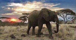 Serengeti
