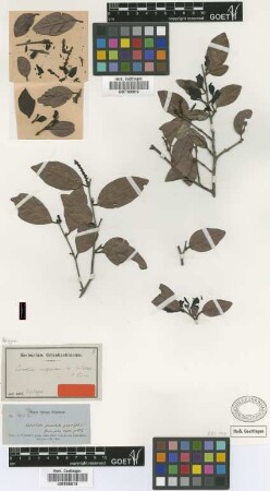 Coccoloba rufescens C.Wright [syntype]