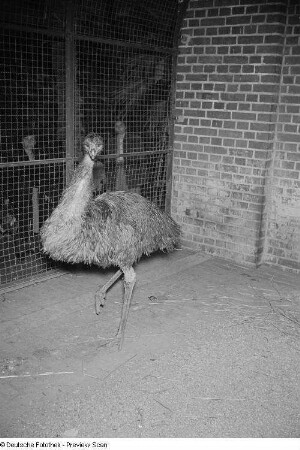 Emu im Leipziger Zoo