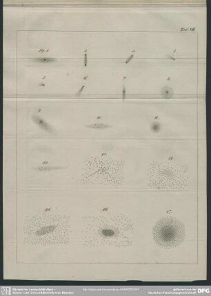 Taf. VII, Fig. 1-17