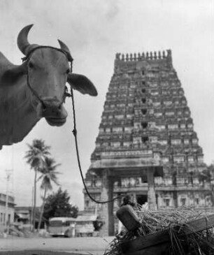 Tempelanlage, im Vordergrund angepflockte Kuh : Kanchipuram (Indien). Tempelanlage, im Vordergrund angepflockte Kuh