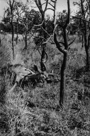Erlegte Kuduantilope (Nordrhodesien-Aufenthalt 1930-1933 - Betchuanaland: Tuli-Block)