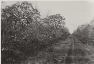 Cerrado auf Diabas-Gestein : 34,98 km südwestlich von Nioaque, Höhe: 410 m