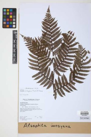 Alsophila imrayana (Hook.) Conant