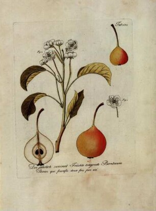 Tab. 132. Der jährlich zweimal Früchte tragende Birnbaum [...]