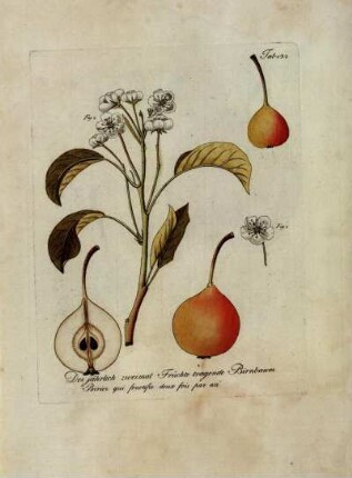 Tab. 132. Der jährlich zweimal Früchte tragende Birnbaum [...]