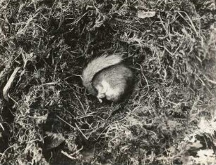 Baumschläfer (Dryomys nitedula PALL.), im Winterschlaf