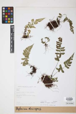 Asplenium discrepans Rosenst.