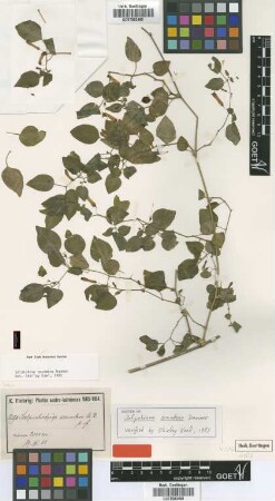 Salpichroa scandens Dammer [isotype]