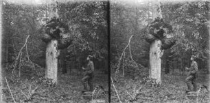 Baumpilz : Mann vor einem mit Pilzen bewachsenen Baum.