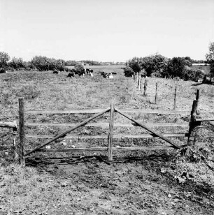 Klein Barnitz: Landwirtschaft: Viehgatter: dahinter Kuhherde auf Weide: Knicklandschaft