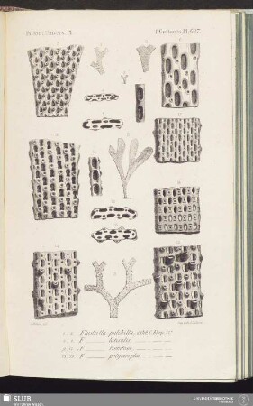 T. Crétacés, Pl. 697