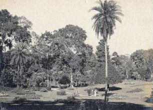 Peradenyia/ Sri Lanka: Touristen im Botanischen Garten. Einheimische schauen Photographen bei der Arbeit zu; Touristen beim Flanieren durch die exotische Pflanzenwelt des Botanischen Gartens
