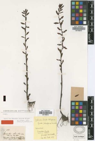Isnardia stricta C.Wright ex Griseb. [holotype]