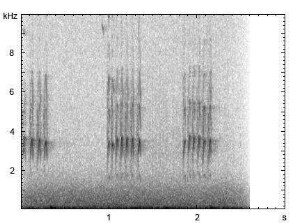 Haubenmeise | Lophophanes cristatus - Ruf