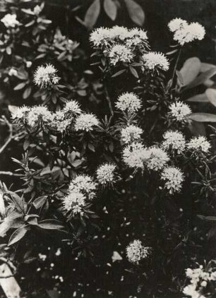 Europa. Sumpfporst (Rhododendron tomentosum) in Blüte