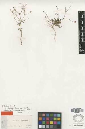 Silene exsudans Boiss. & Heldr. [isotype]