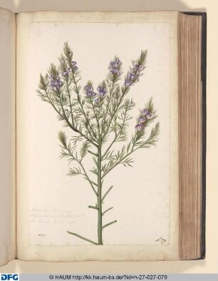 Barba Jovis Africana, foliis viridibus pinnatis. S: Genista Ruteri vulgo.
