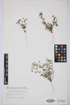 Medicago laciniata (L.)Mill.