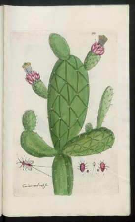 518. Cactus cochinilifer