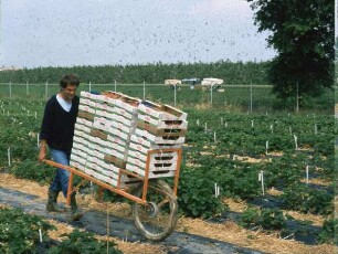 Fotografie: Erntetechnik, Erdbeeren, Obstbau