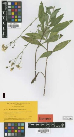 Hieracium neoplatyphyllum Gottschl. [isotype]