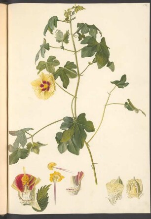 Gossypium religiosum, Blatt 575