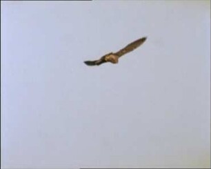 Falco peregrinus (Falconidae) - Flug und Beutefang
