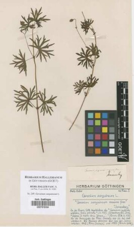 Geranium sanguineum L.