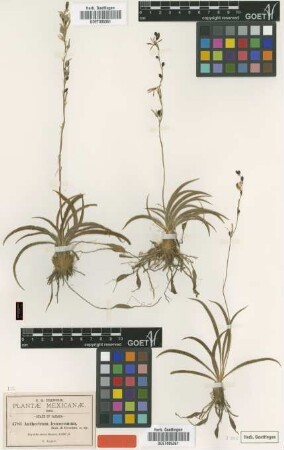 Anthericum leucocomum B.L.Rob. & Greenm. [type]