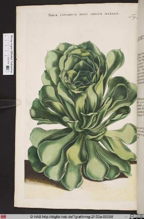 SEDUM CANARINUM FOLIIS OMNIUM MAXIMIS.