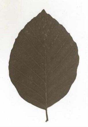 Rotbuche (Fagus sylvatica). Blatt