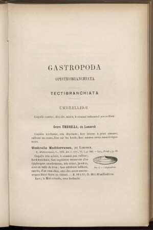 Gastropoda