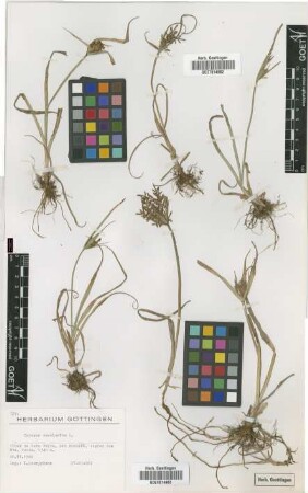 Cyperus esculentus L.