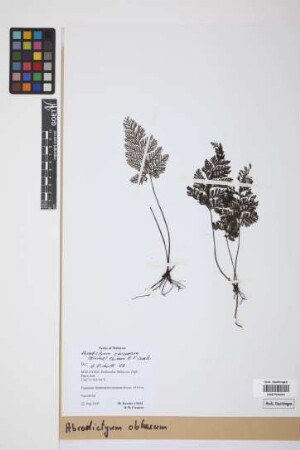 Abrodictyum obscurum (Blume) Ebihara & K.Iwats.