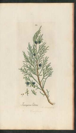 184. Juniperus Sabina