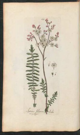 359. Spiraea Filipendula
