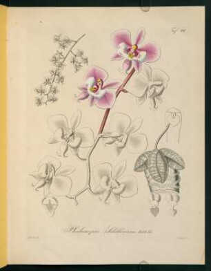 101r-101v, Phalaenopsis Schilleriana