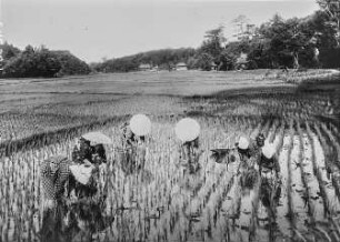 Java (Indonesien). Bewässerte Reisfelder (Sawahs) mit Arbeiterinnen beim Vereinzeln von Reispflanzen