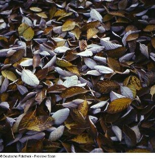 Herbstlaub am Boden