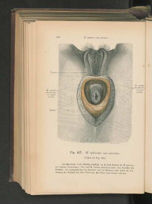 Fig. 437. M. sphincter ani externus.