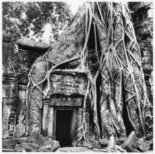 Ta Prohm, Angkor (Kambodscha)